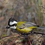 Eastern Shriketit / Falcunculus frontatus