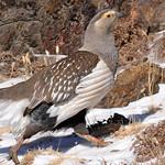 Алтайский улар / Tetraogallus altaicus