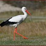 Белый аист / Ciconia ciconia