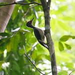 Краснолицая желна / Mulleripicus fulvus