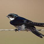 Жемчужногорлая ласточка / Hirundo dimidiata