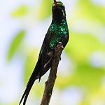 Golden-crowned Emerald / Cynanthus auriceps