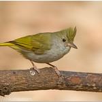 White-bellied Erpornis / Erpornis zantholeuca