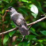 Moheli Bulbul / Hypsipetes moheliensis