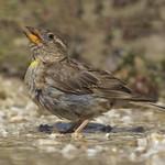 Каменный воробей / Petronia petronia