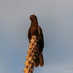 Малый ваза / Coracopsis nigra