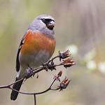 Grey-headed Bullfinch / Pyrrhula erythaca