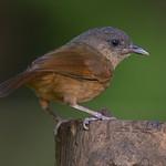 Brown-cheeked Fulvetta / Alcippe poioicephala