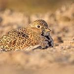 Least Seedsnipe / Thinocorus rumicivorus