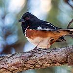 Красноглазый тохи / Pipilo erythrophthalmus