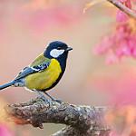 фото
