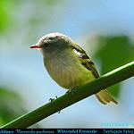 White-tailed Tyrannulet / Mecocerculus poecilocercus