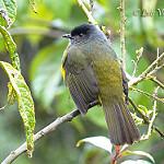 Black-and-yellow Phainoptila / Phainoptila melanoxantha