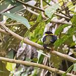 Golden-collared Manakin / Manacus vitellinus