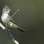 Southern Scrub Flycatcher / Sublegatus modestus