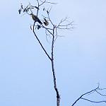 Large Green Pigeon / Treron capellei