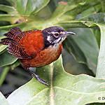 Bay Wren / Cantorchilus nigricapillus