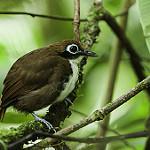 Cordillera Azul Antbird / Myrmoderus eowilsoni