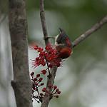 New Caledonian Myzomela / Myzomela caledonica