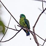 Палаванский ракетохвост / Prioniturus platenae