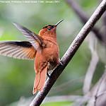 Juan Fernandez Firecrown / Sephanoides fernandensis