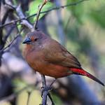 Розовый амарант / Lagonosticta rhodopareia
