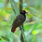 Black-spotted Bare-eye / Phlegopsis nigromaculata