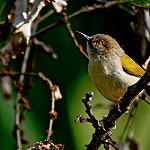 Широкохвостая терновница / Camaroptera brachyura