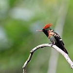 Украшенная кокетка / Lophornis ornatus