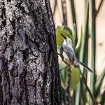 Namuli Apalis / Apalis lynesi