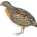 Luzon Buttonquail / Turnix worcesteri