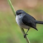 White-breasted Robin / Quoyornis georgianus