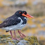 Кулики-сороки / Haematopodidae фото