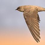 Буланая ласточка / Ptyonoprogne obsoleta