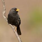 Carbonated Sierra Finch / Rhopospina carbonaria