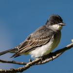 Eastern Kingbird / Tyrannus tyrannus