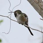 Mexican Sheartail / Doricha eliza