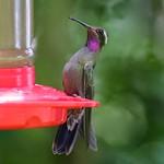Аметистовогорлый солнечник / Lampornis amethystinus