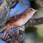 Tooth-billed Wren / Odontorchilus cinereus