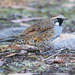 Spotted Quail-thrush / Cinclosoma punctatum