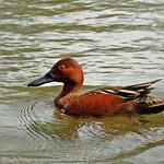 Cinnamon Teal / Spatula cyanoptera