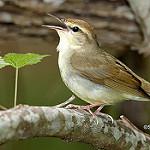 Swainson's Warbler / Limnothlypis swainsonii