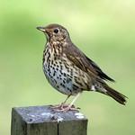Певчий дрозд / Turdus philomelos