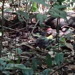 Bartlett's Tinamou / Crypturellus bartletti