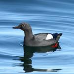 Тихоокеанский чистик / Cepphus columba