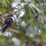Coeligena conradii