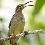 Spectacled Spiderhunter / Arachnothera flavigaster