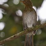 Рыжеватый кларино / Cichlopsis leucogenys