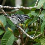 Dugand's Antwren / Herpsilochmus dugandi