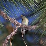 Сосновый мухолов / Empidonax affinis